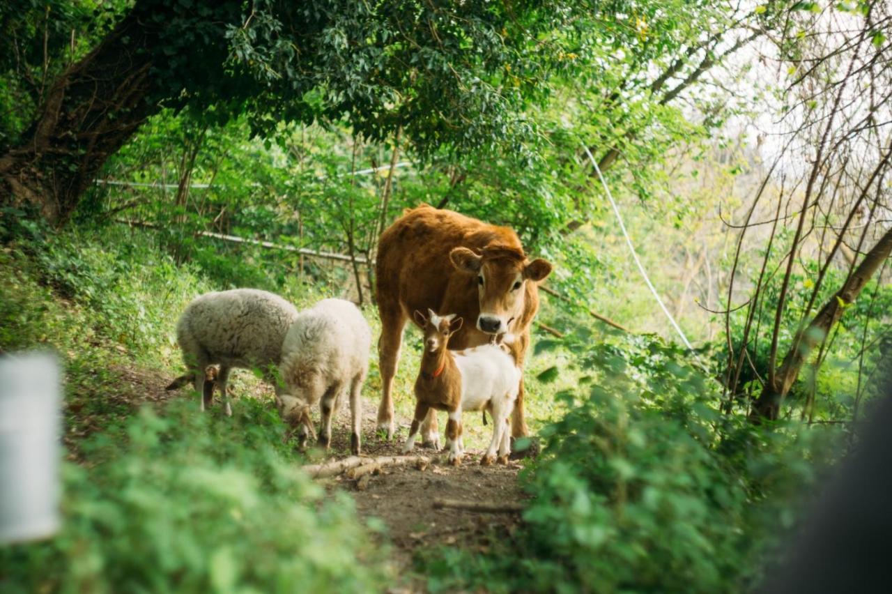 Domus Agricolae Corallina Торре-дель-Греко Экстерьер фото